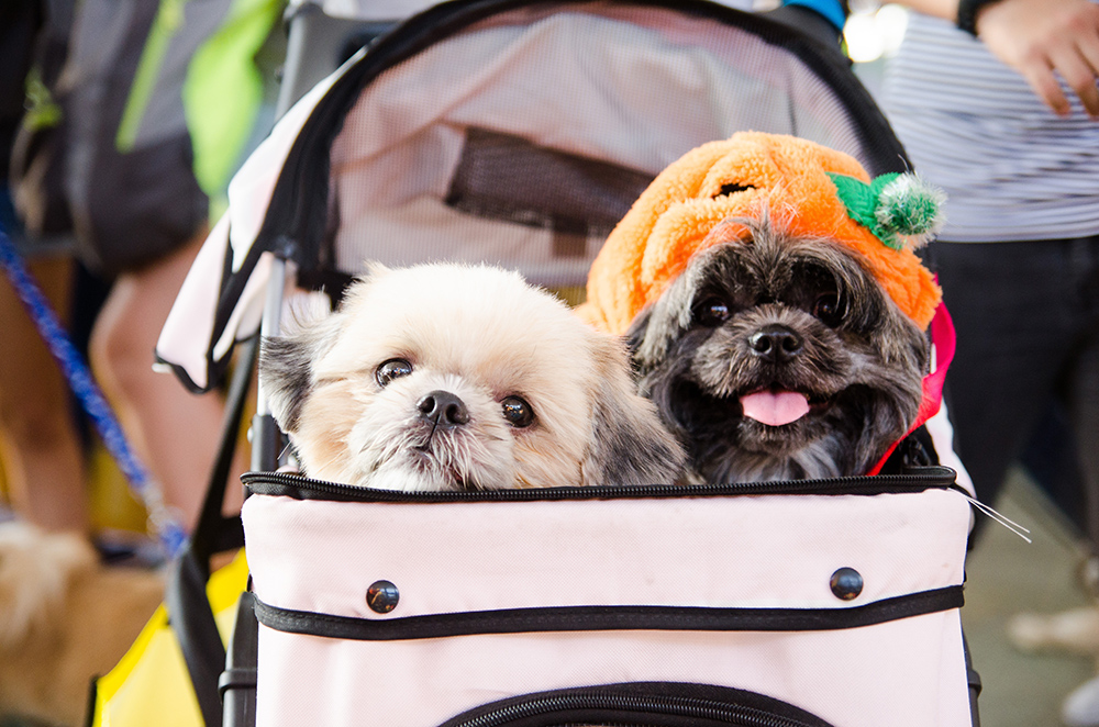 Why You Should Consider a Pet Stroller