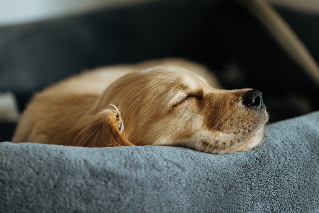 We Tested Dozens of Pet Beds, These Are the Ones Your Pet Will Love