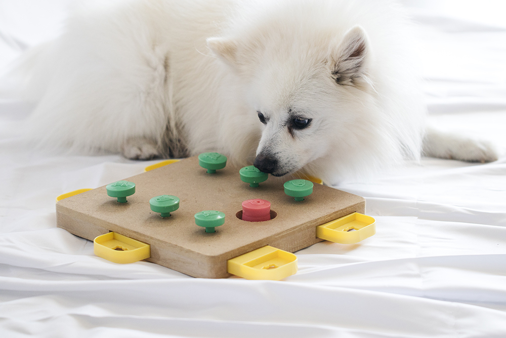 Best Interactive Toys and Puzzles for Dogs