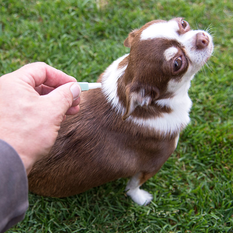 Fleas Are More Than Nuisance: Learn to Protect Your Pooch
