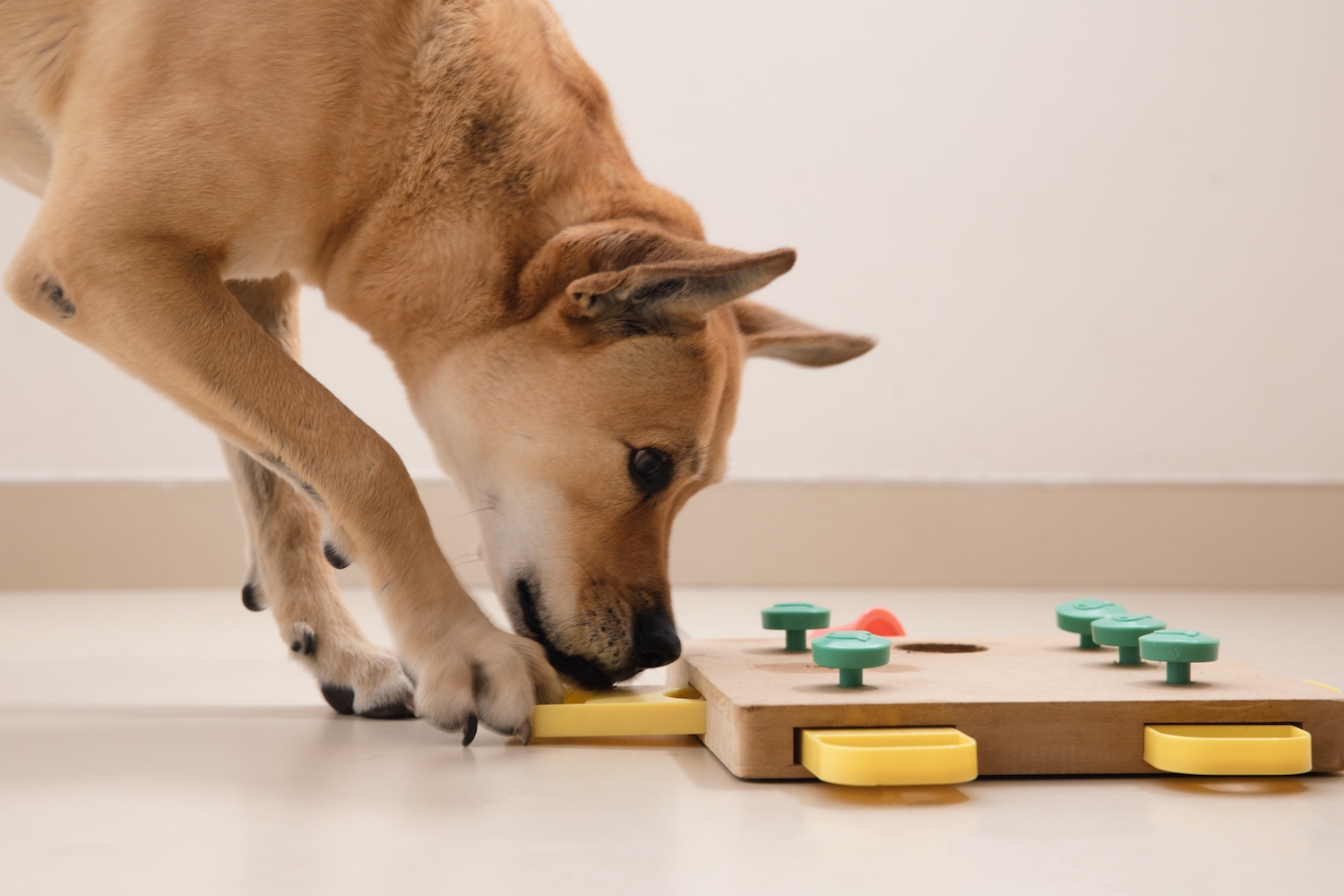 What Interactive Puzzle Toys Are Best for Your Dog?