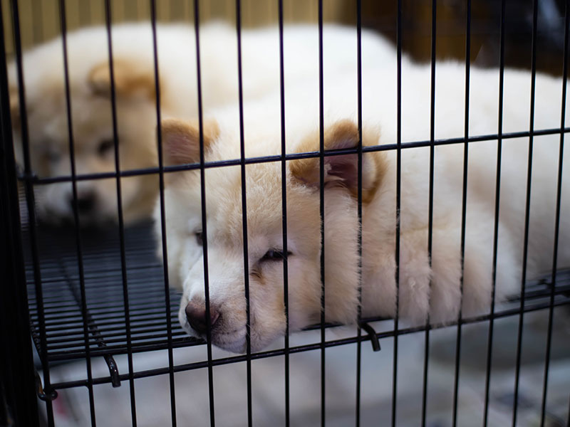 The Perils of Puppy Mills