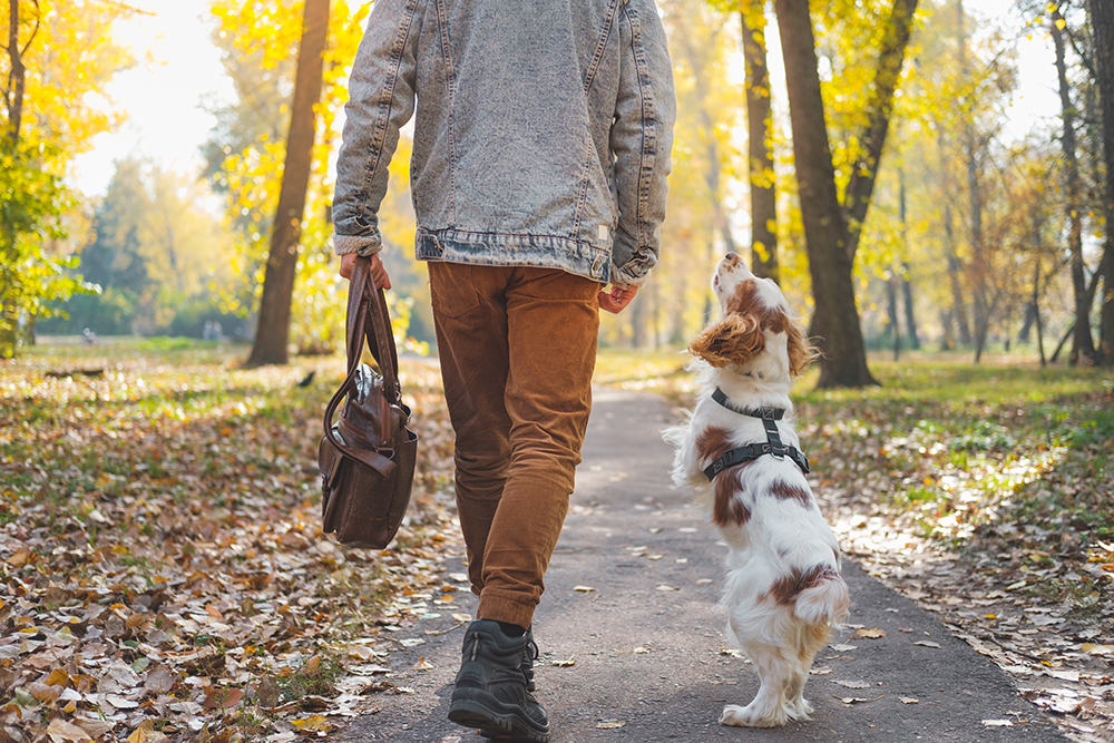 What To Know If You Walk Your Dog Off Leash
