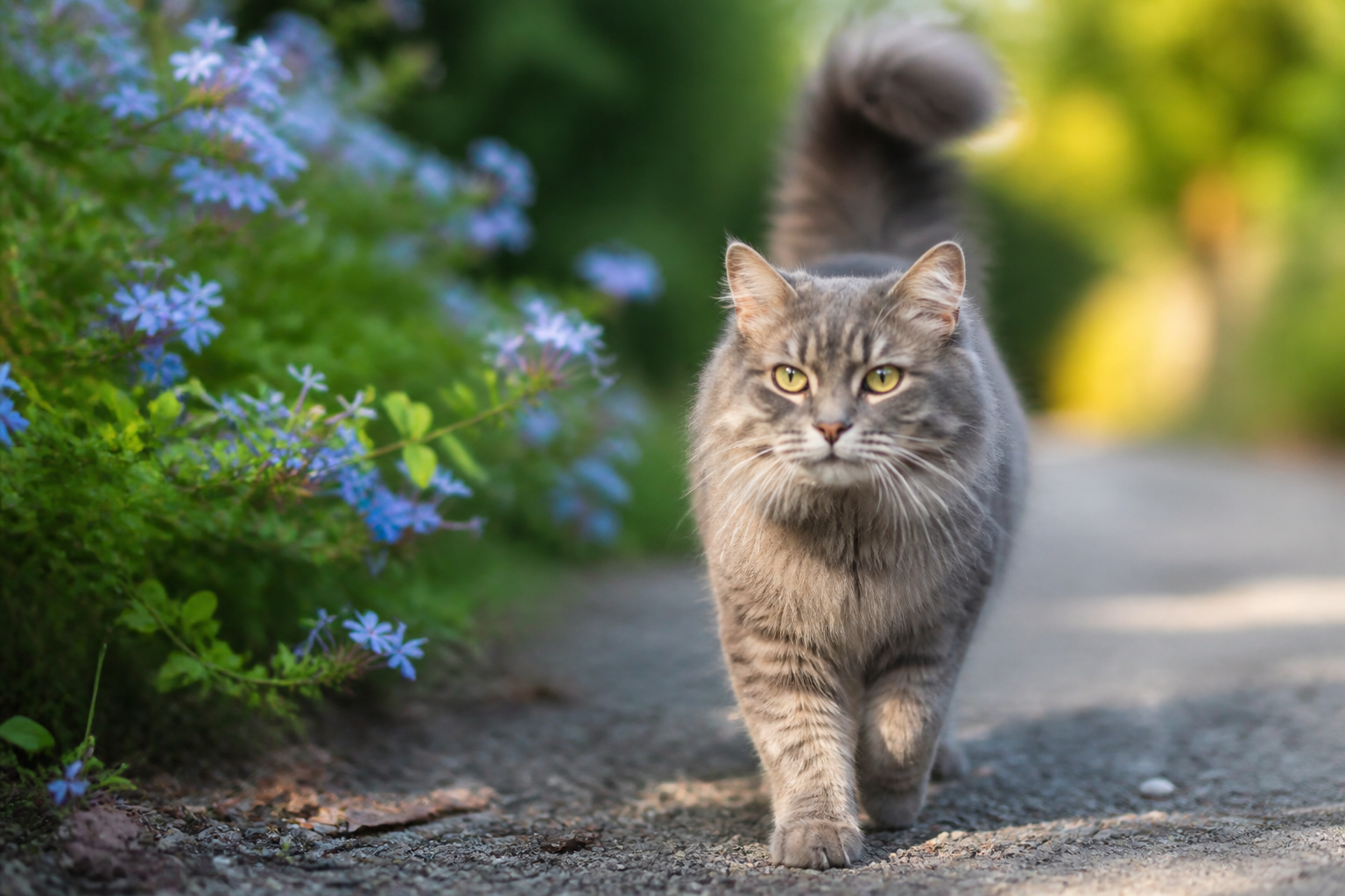 Walking Dandruff Cat Treatment and Prevention Tips