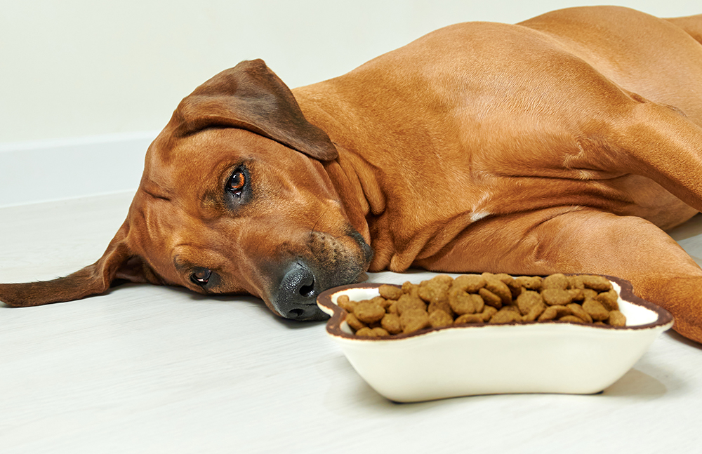 Tummy Trouble Tips: How To Treat Your Dog's Upset Stomach 