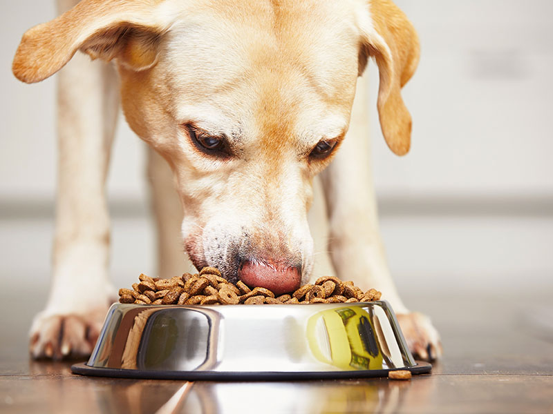 Human-Grade Pet Food: What Are the Benefits?