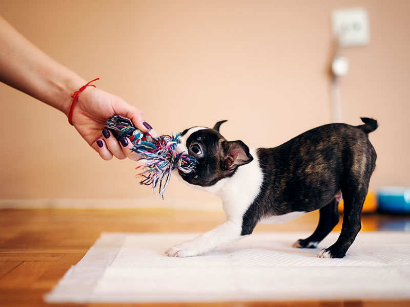 4 Games You Can Play With Your Dog Indoors