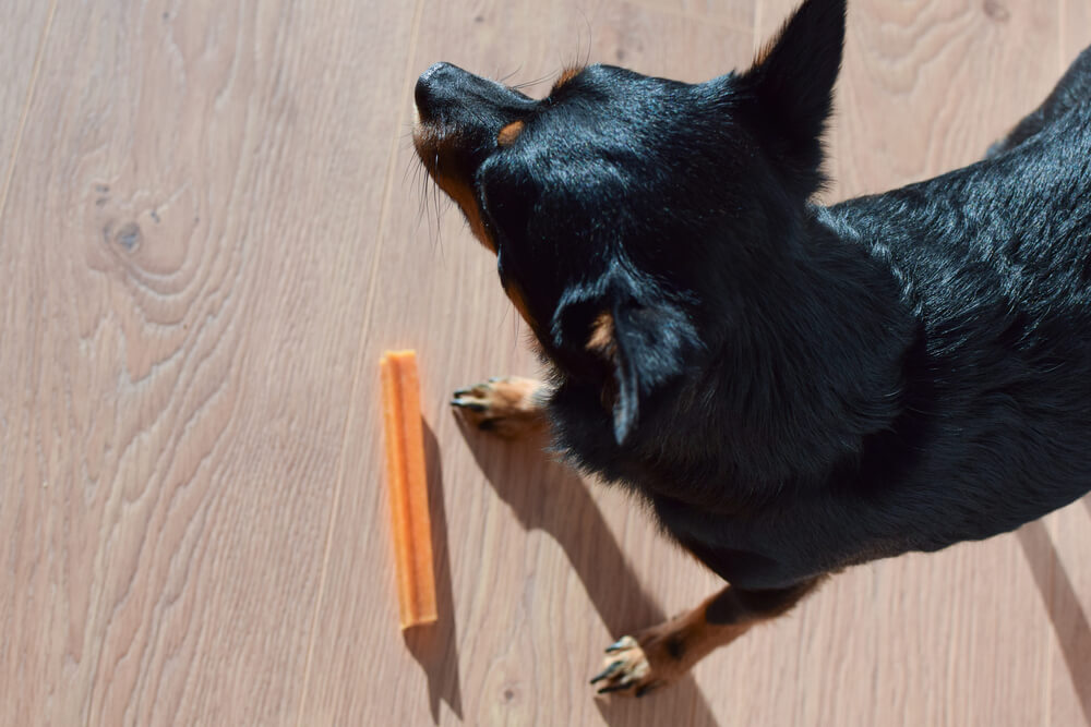 10 Best Dental Chews for Dogs