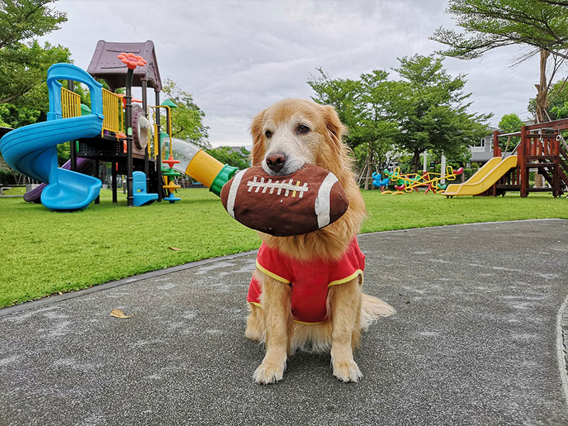 How To Enjoy Football Season With Your Dog