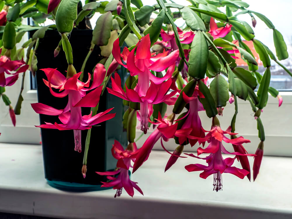 Is Christmas Cactus Poisonous to Cats?