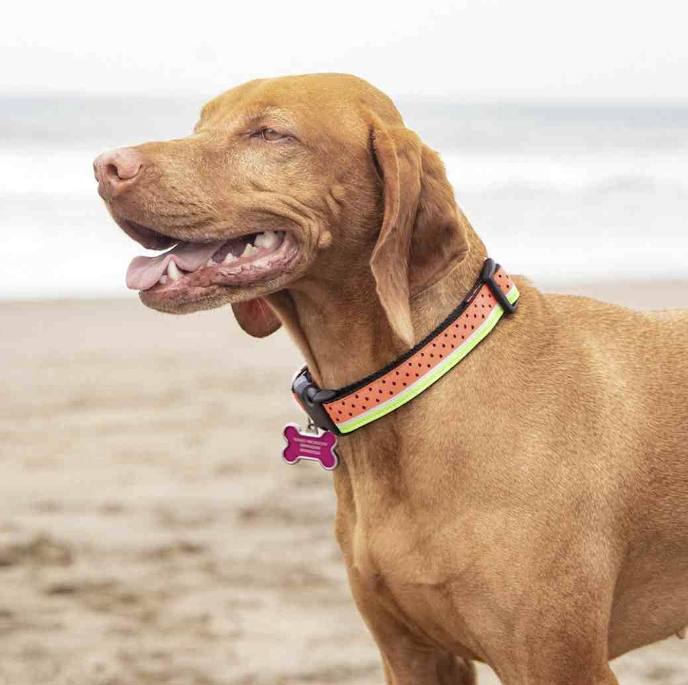 Beyond Basic: A Guide to Personalized Dog Collars for Safety & Style