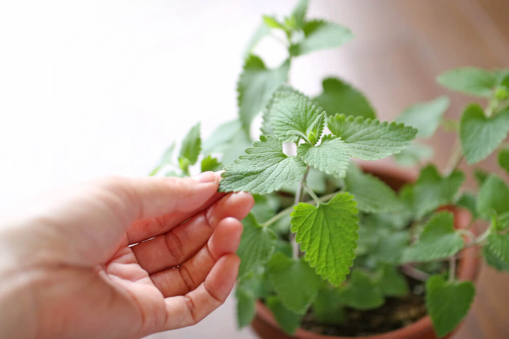 10 Best Catnip Toys for Cats