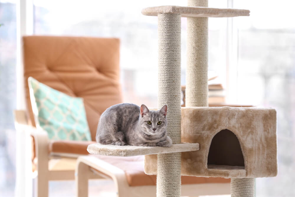 How To Choose the Best Cat Tower for Large Cats