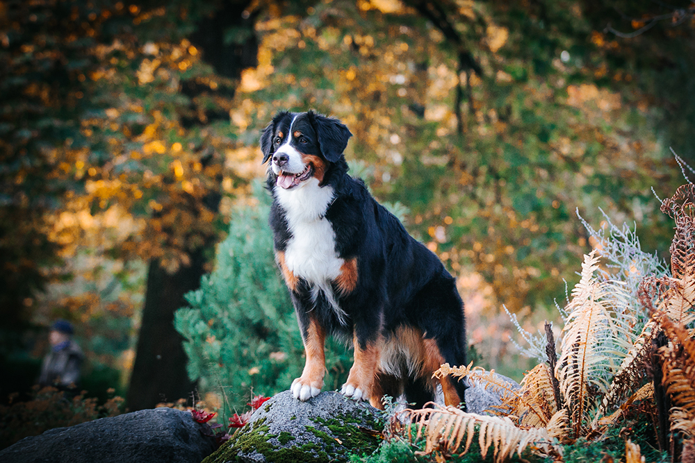 Meet the Dog Breed: Bernese Mountain Dog