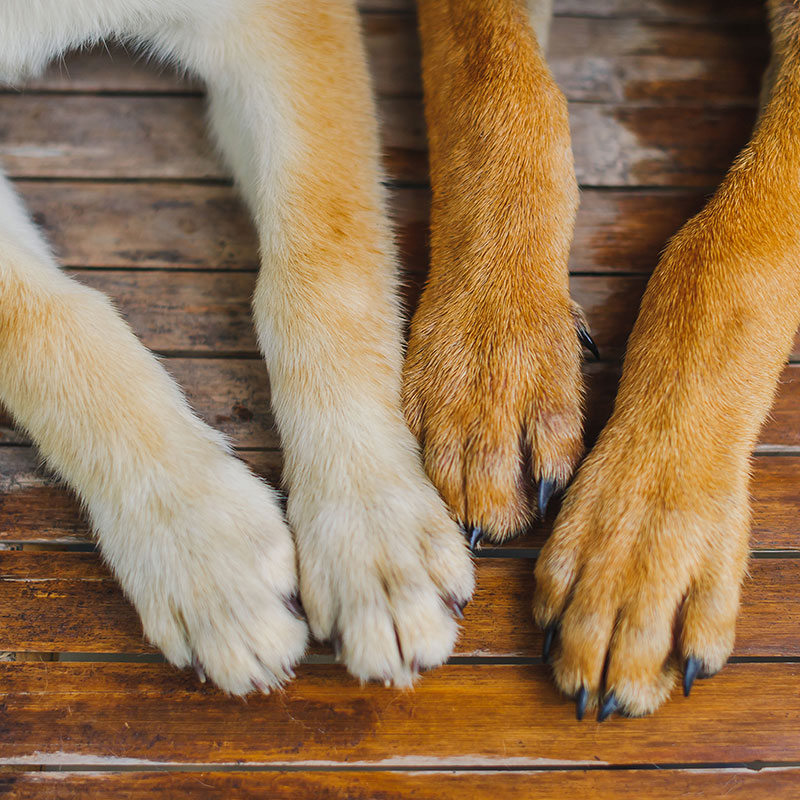 Protecting Your Pup's Paws: A How-To Guide