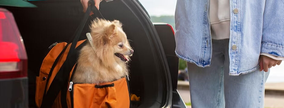 Traveling with Your Dog: A Comprehensive Guide to Ensure a Memorable Trip