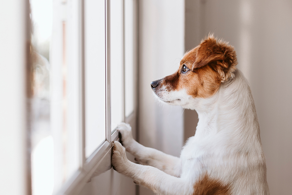 Why Won't My Dog Leave My Side? A Guide to Separation Anxiety in Pets