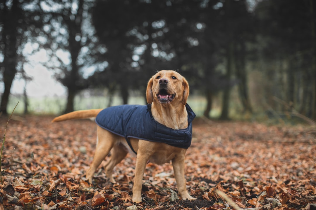Stylish & Snug: Everything You Need to Know About Dog Apparel