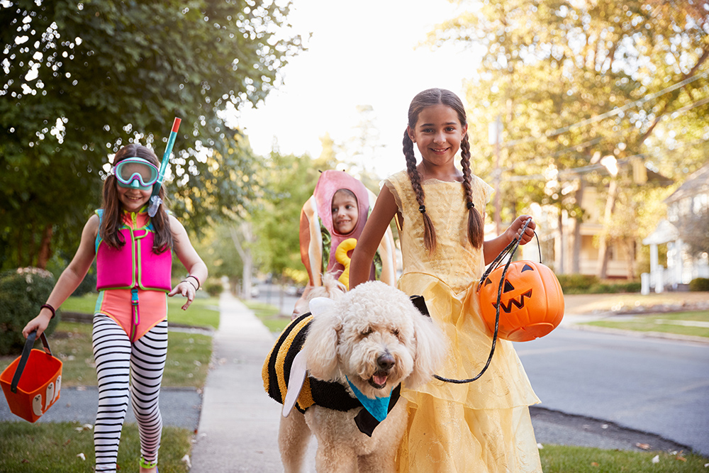 Trick-or-Treating With Your Dog: A Good Idea or a Scary Outing?
