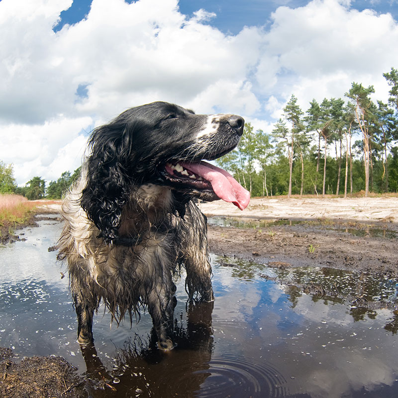 Dirty Dog Days of Summer: Keeping Your Pup Clean After Summer Fun