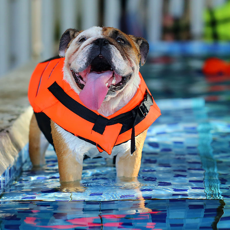 Doggy-Paddle Protection: Life Vests for Your Furry Friend