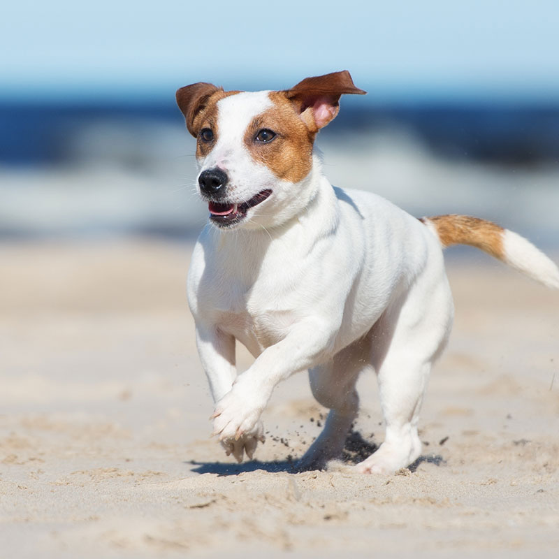 How to Keep Your Dog Cool When the Temperatures Soar