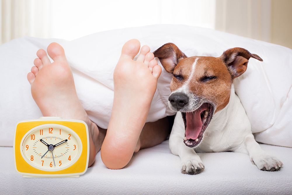 How To Help Pets Adjust To Daylight Savings Changes