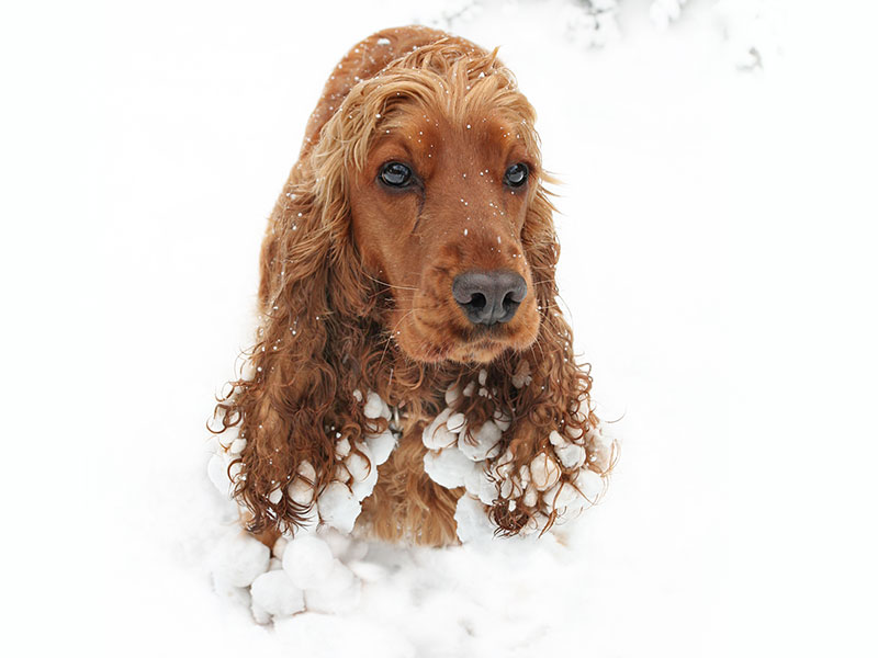 What To Do About Snow in Your Dogâ€™s Fur