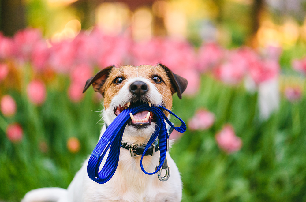 9 Best Activities To Do With Your Dog in Spring