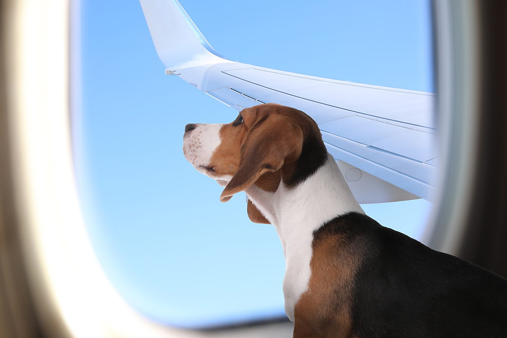 Flying With Your Pet? 5 Tips for Having a Safe, Happy Journey