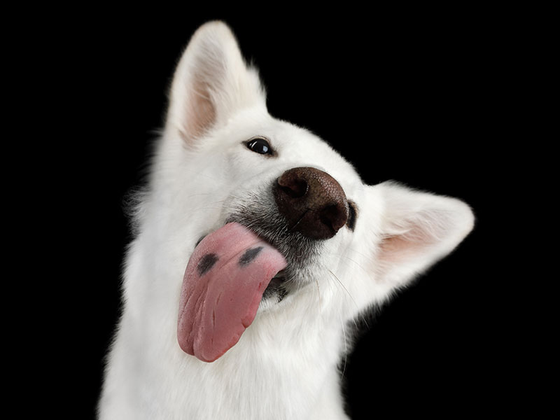 Why Dogs Lick and How To Control It