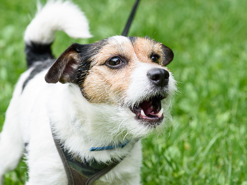 Why Do Dogs Bark?