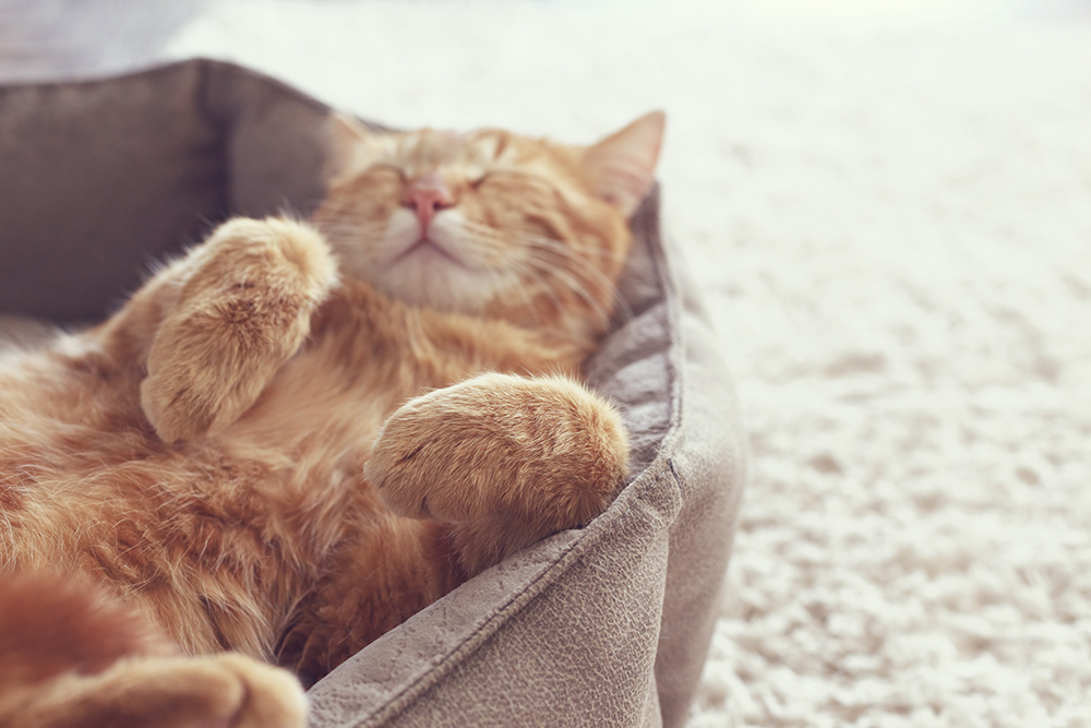 7 Best Beds and Blankets for Pets To Keep Warm in Cold Weather