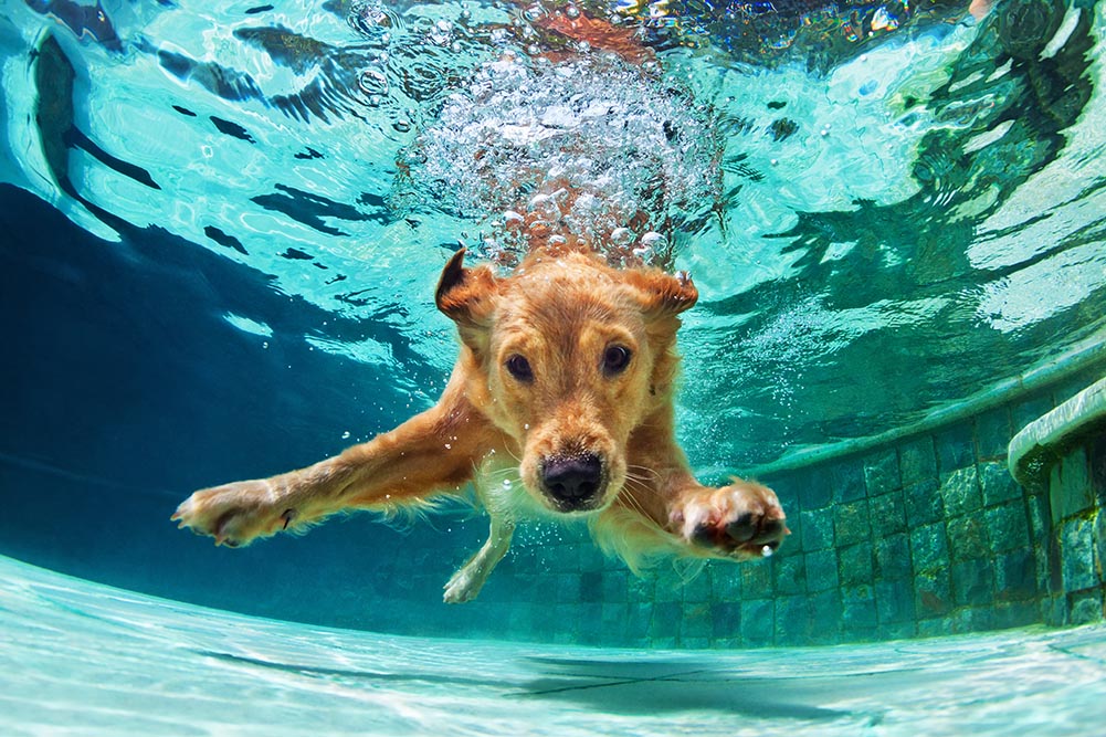 The Best Water Sport Activities for Dogs This Summer