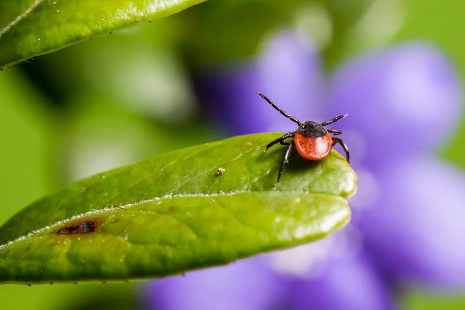 Everything You Need to Know About Black Ticks on Dogs