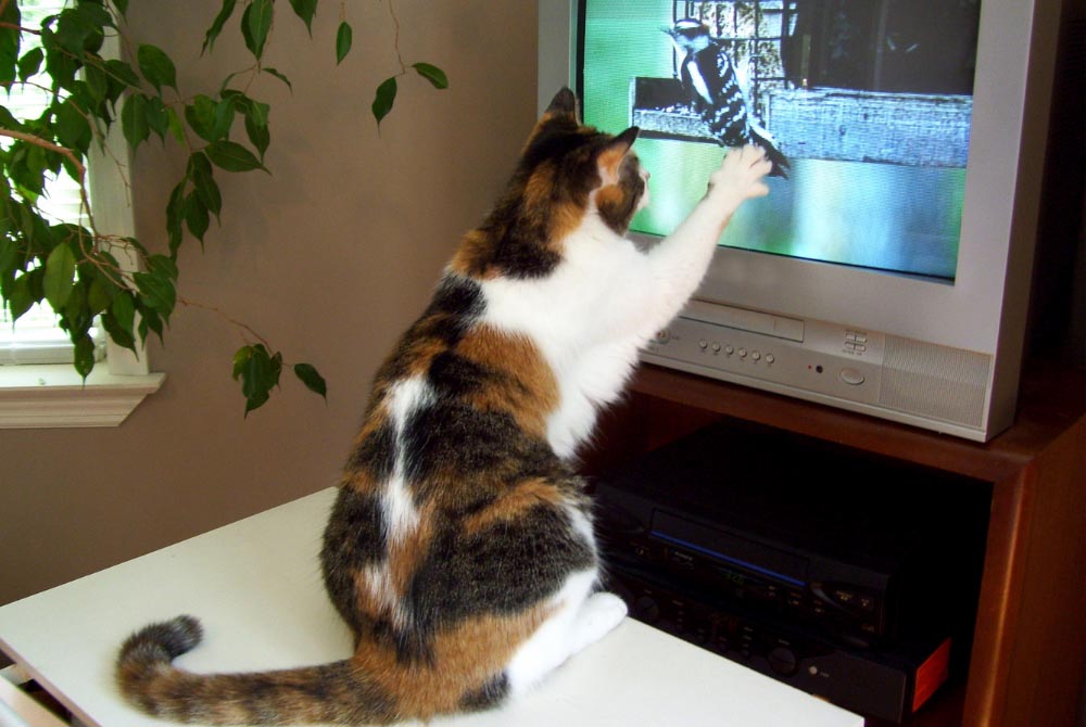 TV for dogs - for cats?