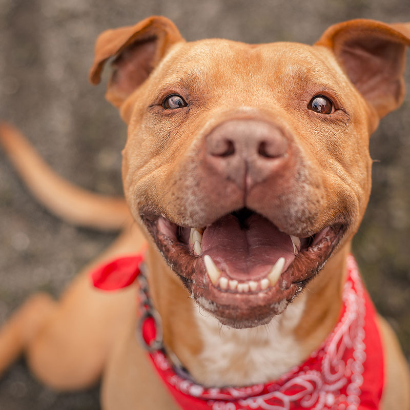 How To Participate in Change a Pets Life Day
