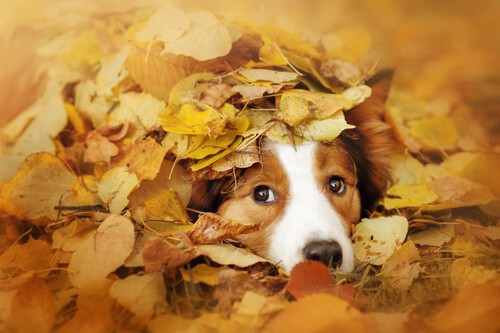 6 Fantastic Fall Festivities for Fido
