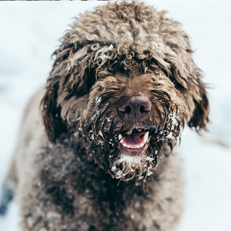 How To Prepare Your Home and Pets for Blizzard Conditions