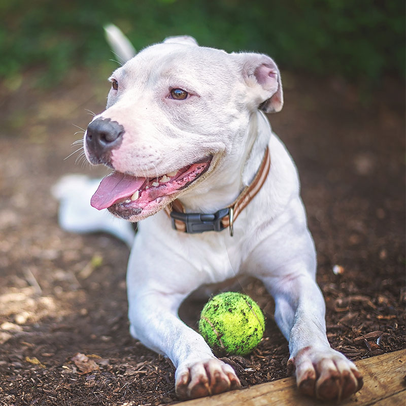 Change the Life of a Pet and Your Life Will Change Too