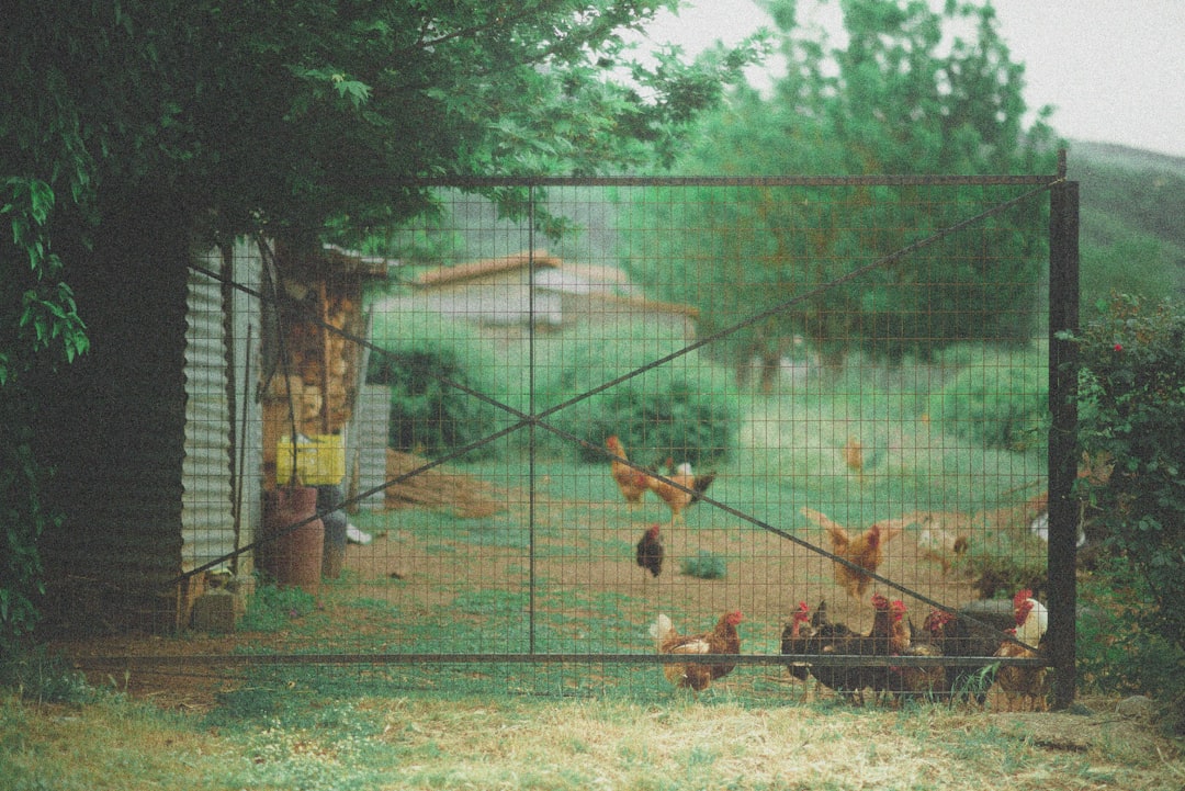 Coop Essentials: The Best Supplies for Happy Chickens