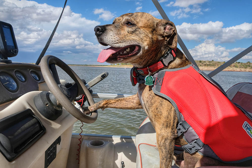 A Handy Guide To Boating With Your Dog