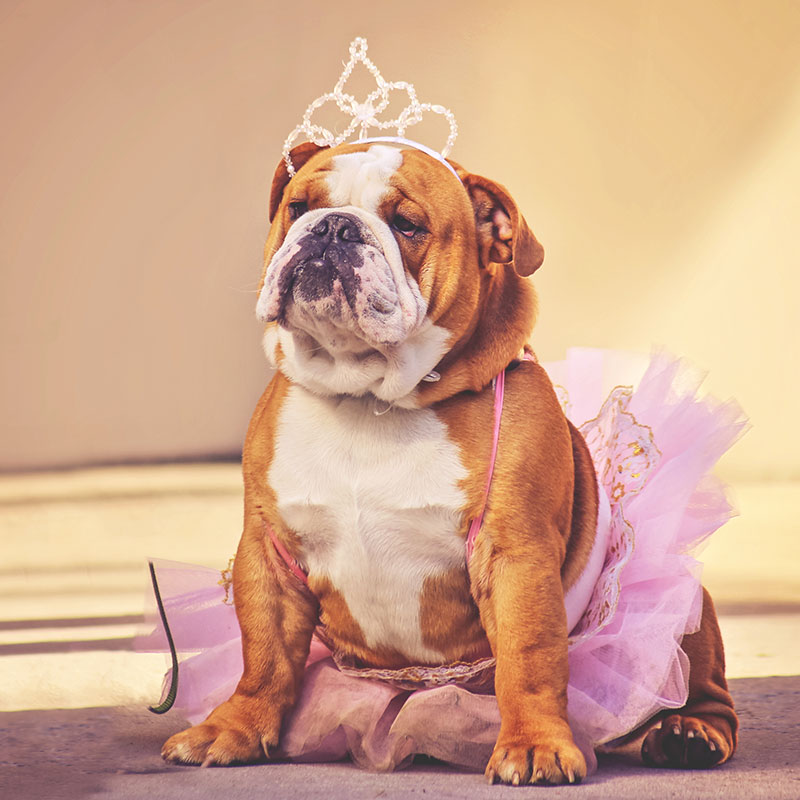 Celebrate National Spoil Your Dog Day on August 10th