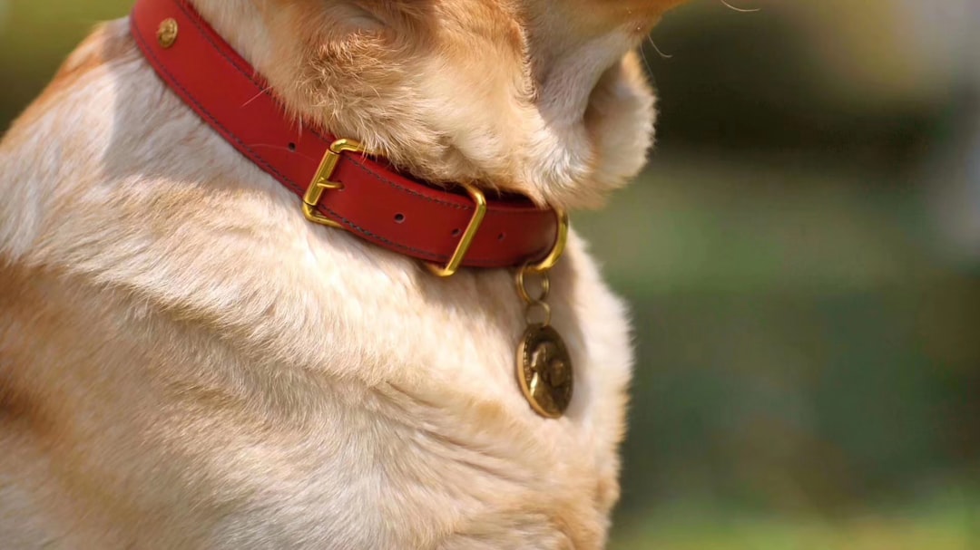 Find Your Furry Friend's Perfect Dog Collar