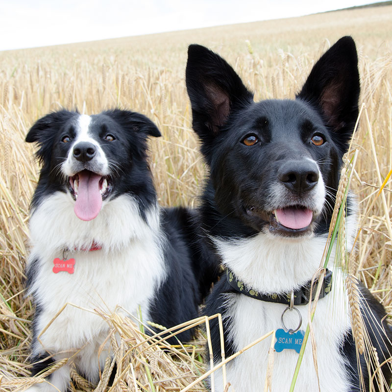 Why Every Dog Needs an ID Tag
