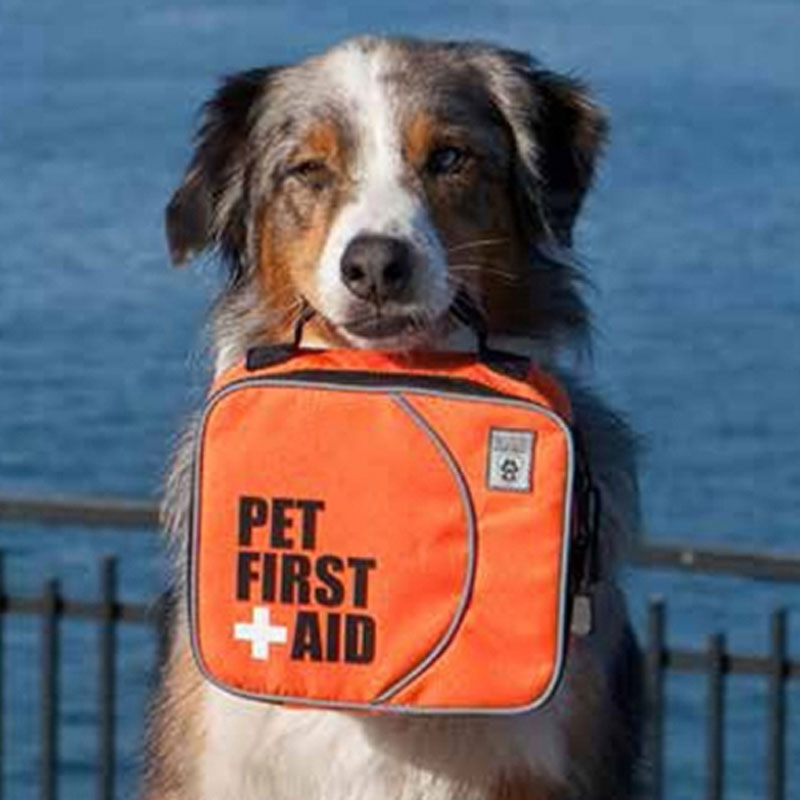 Why You Should Keep a Pet First Aid Kit in Your Car