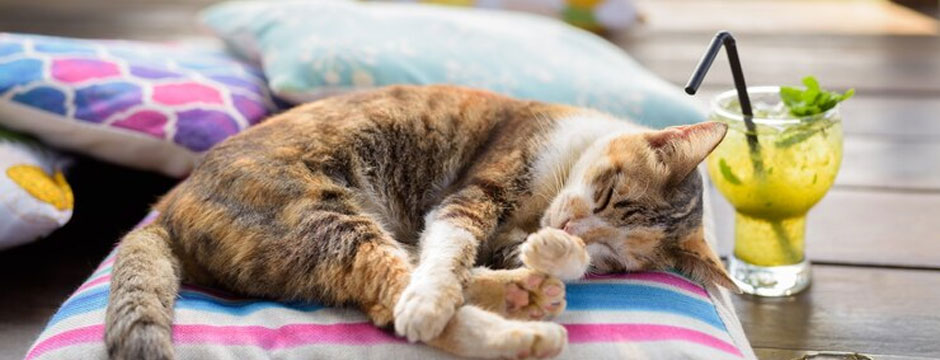 How to Keep Your Cat Safe During Hot Summer Months