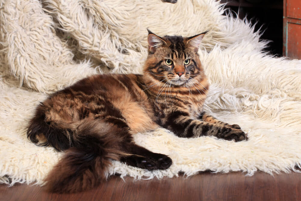 Are Maine Coon Cats Hypoallergenic?