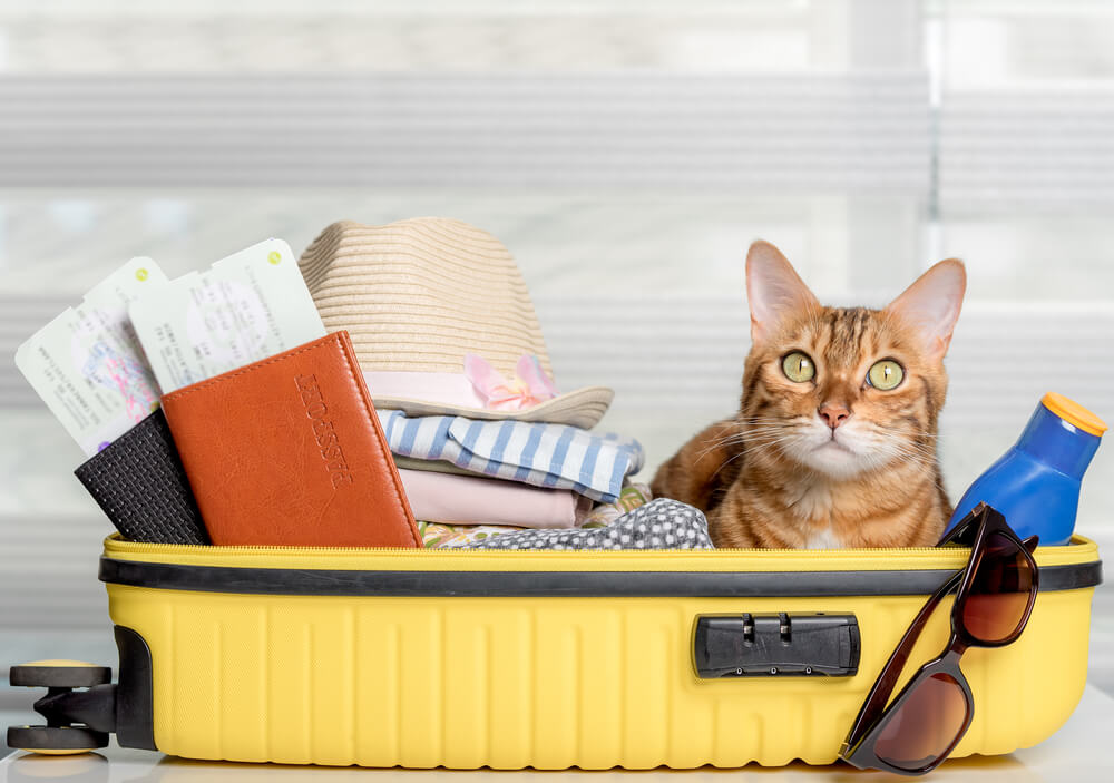 How To Travel With a Cat