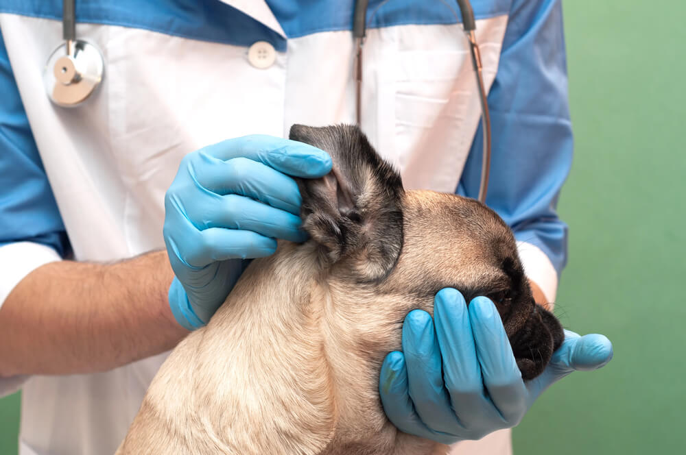What Does Ringworm Look Like On a Dog?